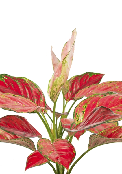 Аглаонема Корал Ред в OJO Аглаонема Корал Ред в OJO