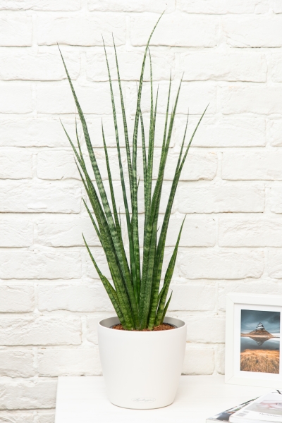 Сансевиерия Дигиторум 14/70 см в CLASSICO LS 21