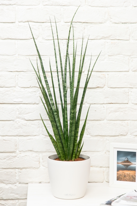 Сансевиерия Дигиторум 14/70 см в CLASSICO LS 21