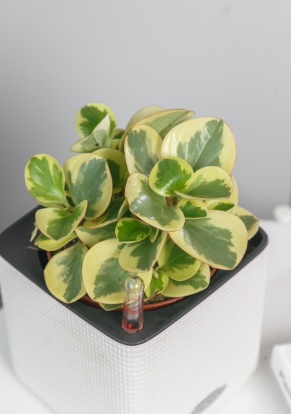 Пеперомия Биколор 12/20 см