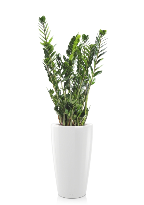 Замиокулькас 21/90 в RONDO 32, белый блестящий 