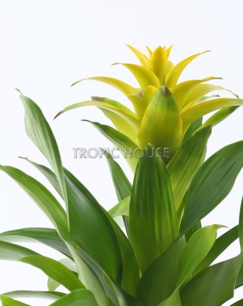 Гузмании микс в CLASSICO LS 21