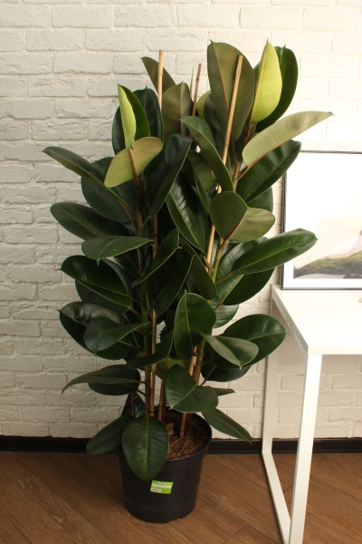 Фикус Эластика Робуста 3 ствола 35/160 см в CLASSICO LS 43