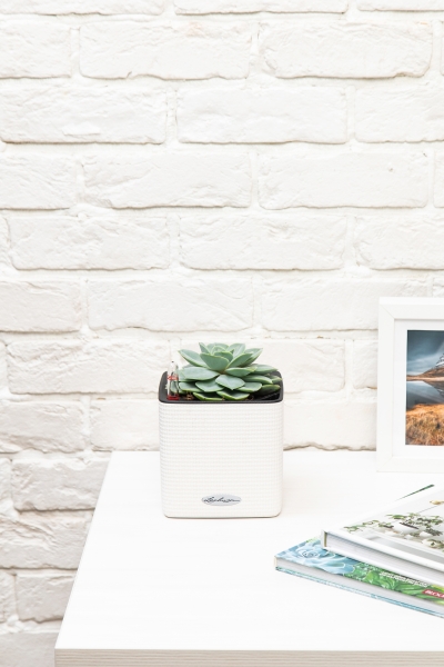 Эхеверия Лилацина 12/20 см в CUBE COLOR 14