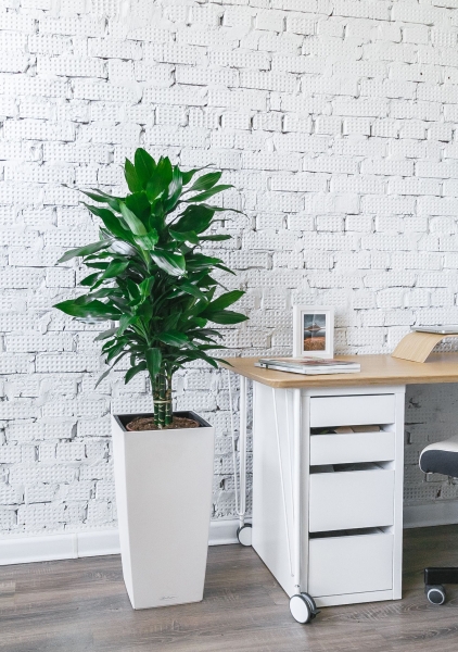 Драцена Джанет Линд бранч 24/120см