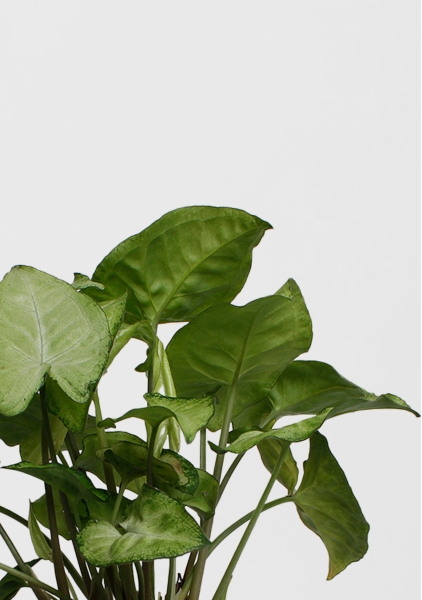 Сингониум Вайт Баттерфляй 12/25 см в CANTO STONE 14