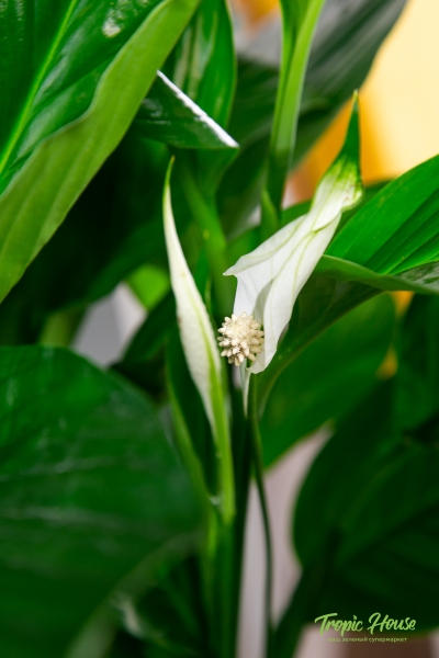 Спатифиллум в RONDO 32