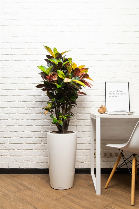 Кротон Мистер Айкетон в RONDO 32