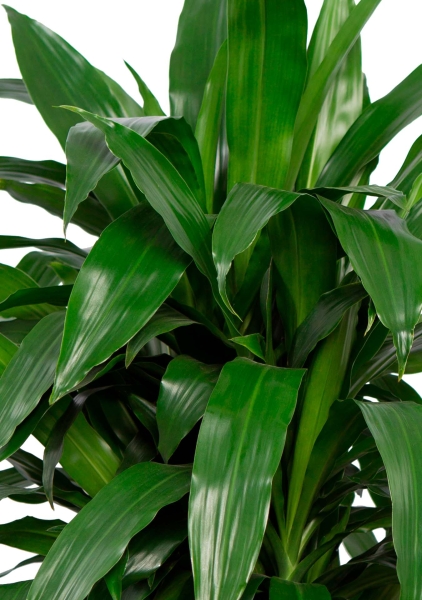 Драцена Джанет Крейг в CLASSICO COLOR 35 Драцена Джанет Крейг в CLASSICO COLOR 35