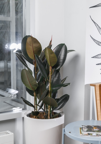 Фикус Эластика Абиджан 3 ствола 21/65 см Фикус Эластика Абиджан 3 ствола 21/65 см