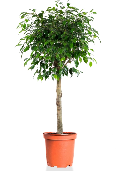 Фикус Бенджамина Экзотика на стволе 30/130 см