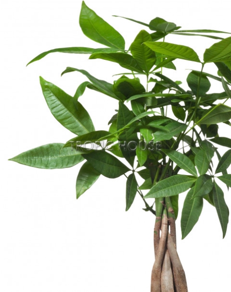 Пахира в CUBE COLOR 14 Пахира в CUBE COLOR 14