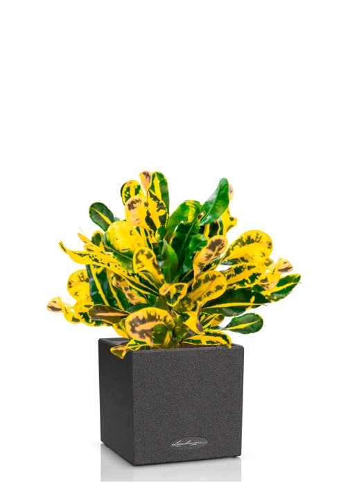 Кротон Еллоу в CANTO STONE 14, графитовый черный