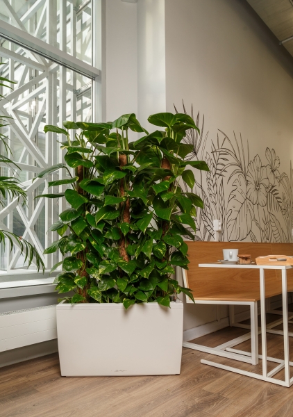 Сциндапсус в CARARO 75