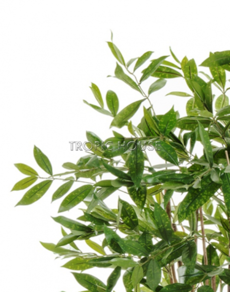 Драцена Саркула Спотти