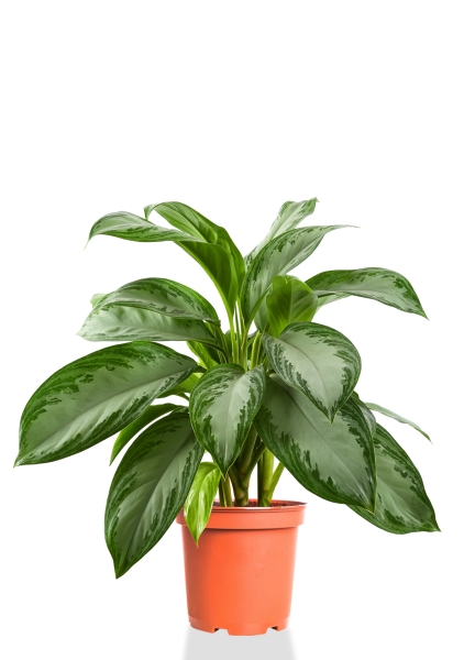 Аглаонема Сильвер Бей 17/55 см