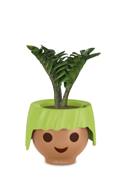 Замиокулькас Зензи в OjO, зеленый