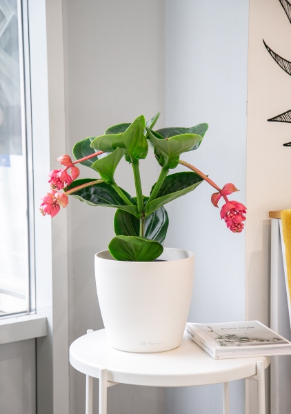 Мединилла 17/55 см