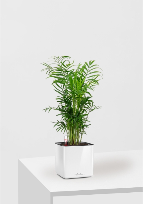 Хамедорея CUBE GLOSSY 14/35 см Белый блестящий