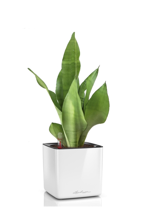 Сансевиерия Муншайн в CUBE GLOSSY 14, белый блестящий