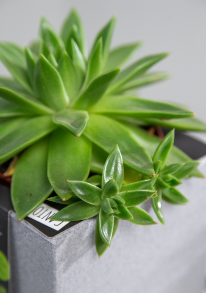 Эхеверия зеленая в CANTO Stone 14