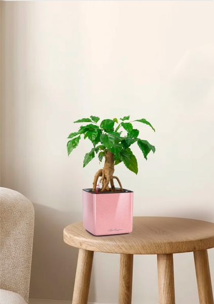 Радермахера бонсай 12/30 см в CUBE Glossy Kiss 14