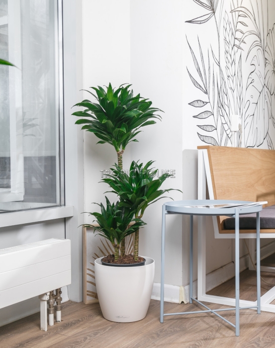 Драцена Компакта 3 ствола в CLASSICO 28