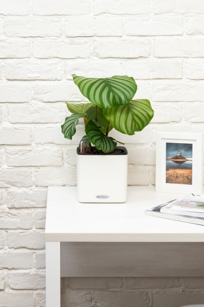 Калатея Орбифолия 15/50 см