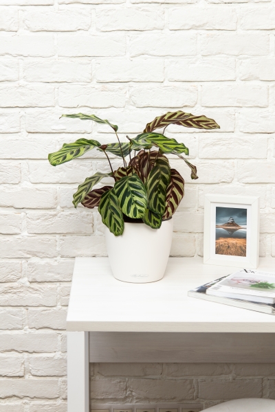 Калатея Макояна 14/45 см в CLASSICO 18 Калатея Макояна 14/45 см в CLASSICO 18