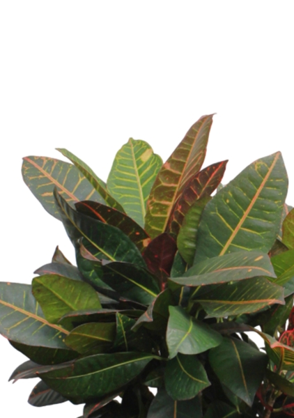 Кротон Миссис Айстон 17/65 см в CILINDRO 23