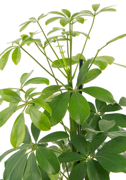 Шеффлера Нора 21/75 см