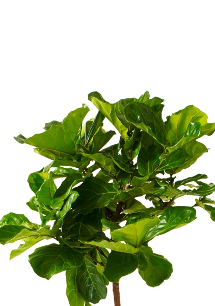 Фикус Лирата на стволе 24/120 см в CANTO STONE HIGH 30 Фикус Лирата на стволе 24/120 см в CANTO STONE HIGH 30