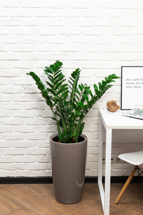 Замиокулькас 21/90 в RONDO 32