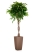Фикус Амстел Кинг переплетенный 30/140 см в CUBICO COLOR 40
