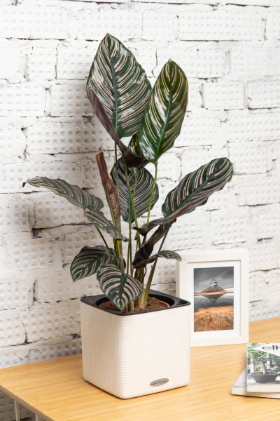 Калатея Сандериана 14/35 см