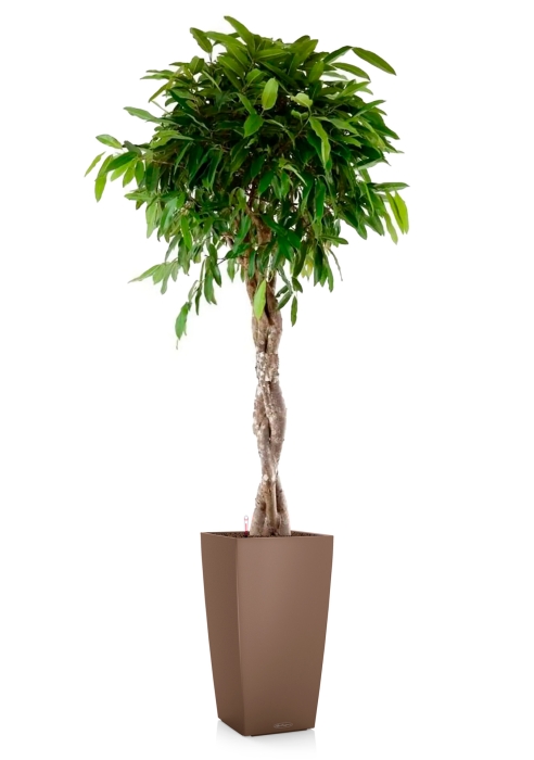 Фикус Амстел Кинг переплетенный 30/140 см в CUBICO COLOR 40