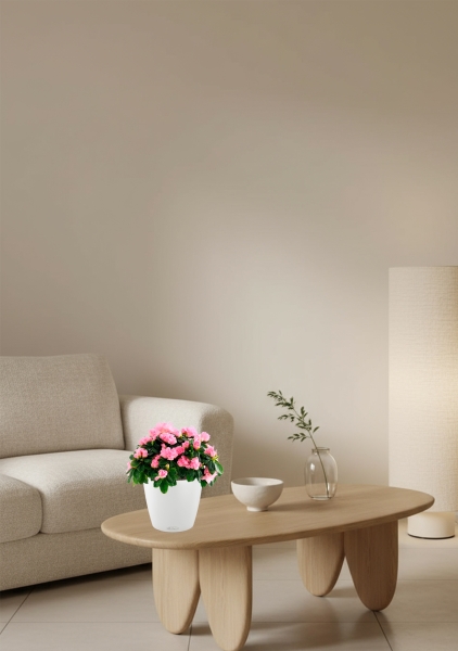 Азалия Фландрес розовая 14/30 см в CLASSICO 18