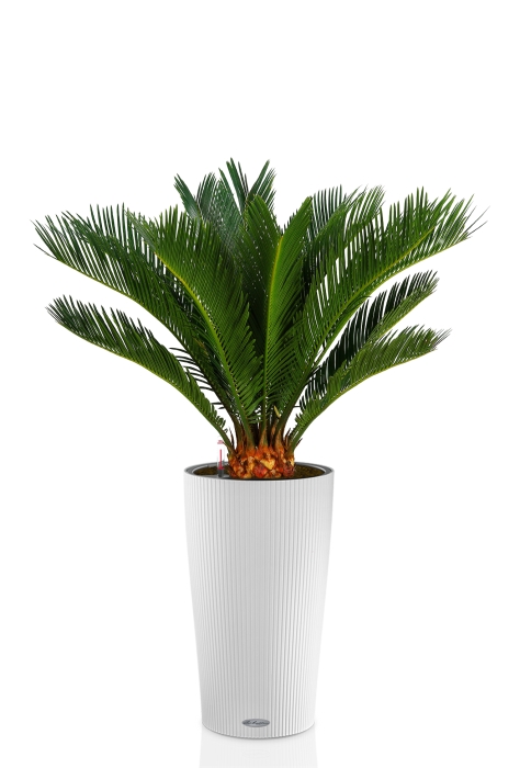 Цикас в CILINDRO 32, белый
