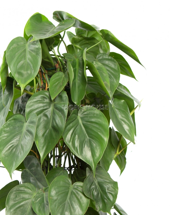 Филодендрон на решетке в CANTO STONE HIGH 30