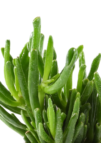 Крассула Хоббит 23/40 см