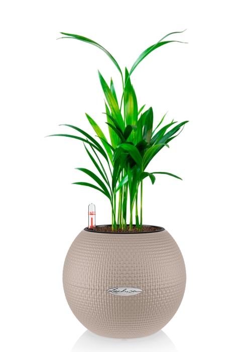 Хризалидокарпус в PURO 20, песочно-коричневый