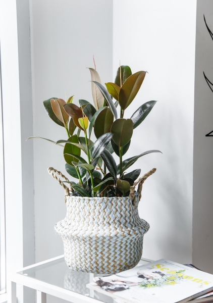 Фикус Эластика Мелани 3 ствола 20/45 см Фикус Эластика Мелани 3 ствола 20/45 см