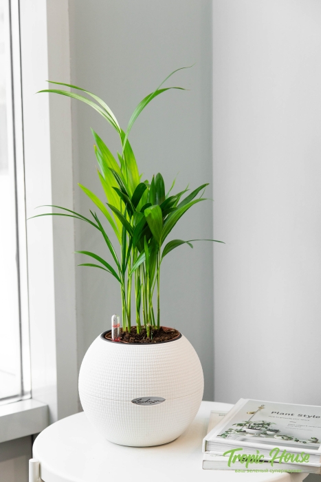 Хризалидокарпус в PURO 20