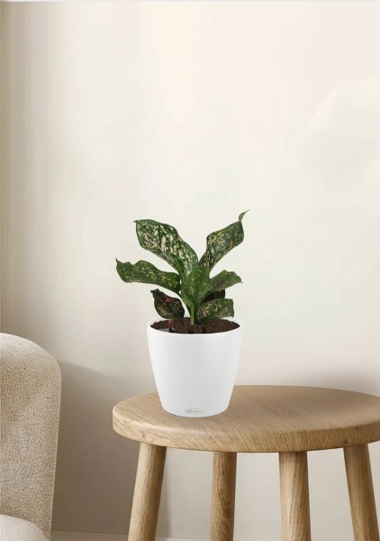 Аглаонема Анимани 12 см в CLASSICO COLOR 18