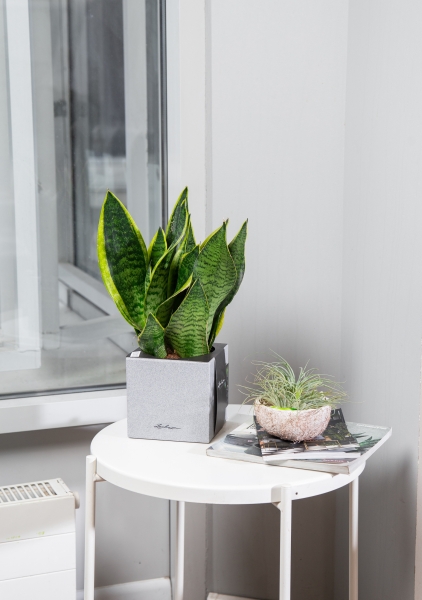 Сансевиерия Лауренти в CANTO Stone 14