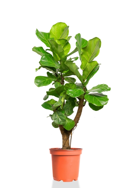 Фикус Лирата разветвленный 27/120 см