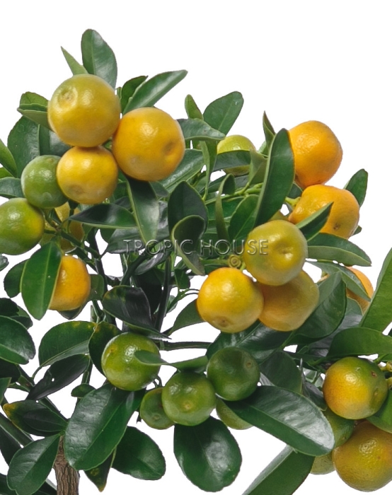 Цитрус Каламондин в CLASSICO LS 21