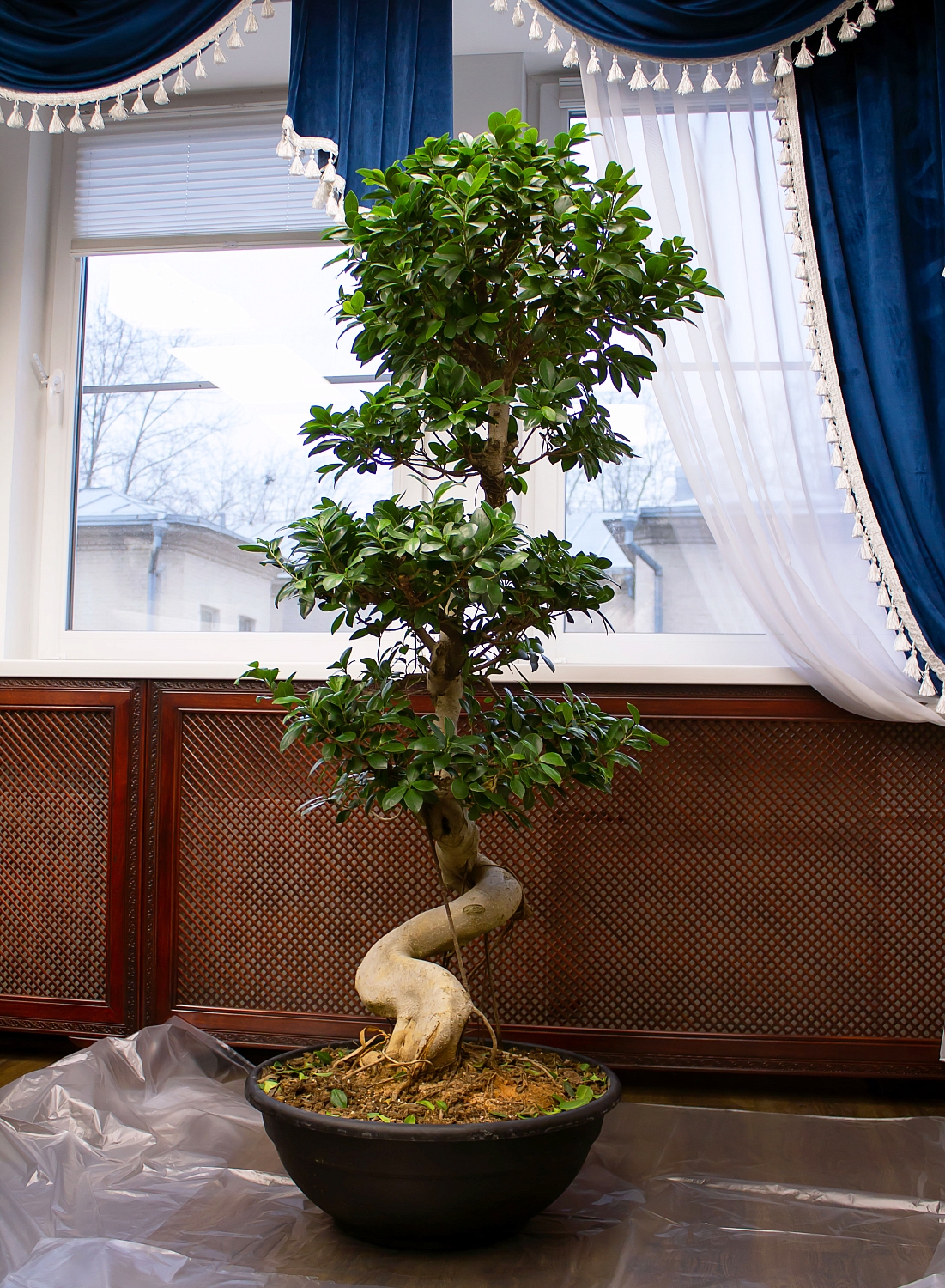 ВЫЕЗДНАЯ ПЕРЕСАДКА РАСТЕНИЙ