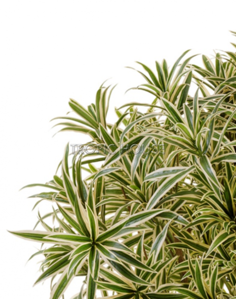 Драцена Рефлекса Ямайка золотая