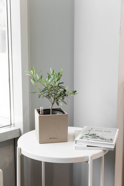 Олива 12/30 см Олива 12/30 см